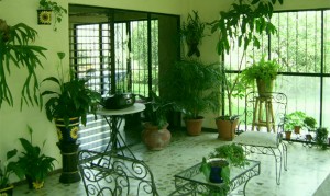 Holiday home indoor plants Holiday home indoor plants
