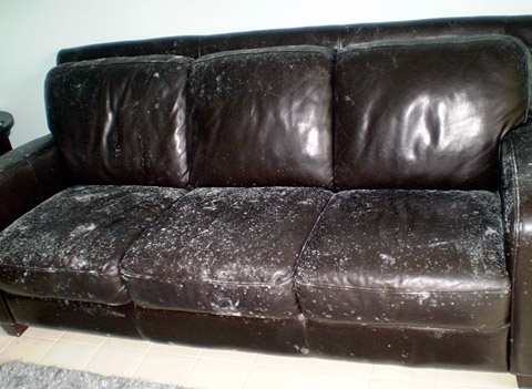 Leather sofa mildew Leather sofa mildew