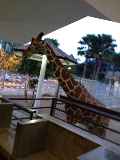 Chiang Mai Night Safari Chiang Mai Night Safari
