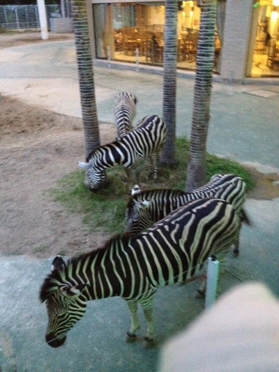 Night Safari Chiang Mai Night Safari Chiang Mai
