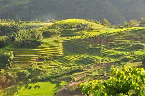 Terraced_fields_Sa_Pa_Vietnam