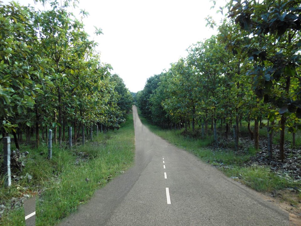 Antillia Teak Garden Mysore